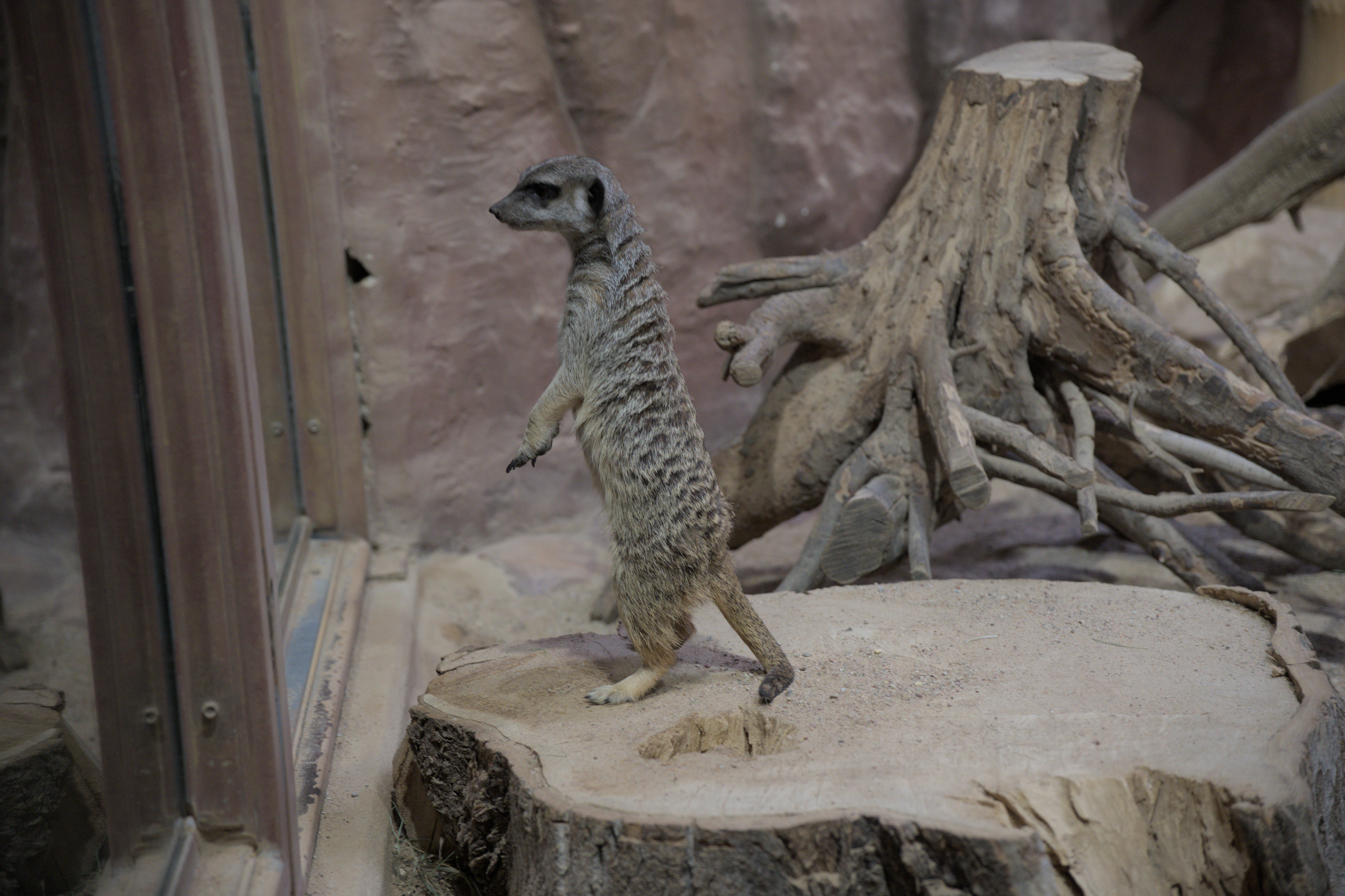2025/10/12 - zoo/DSC_0339.jpg